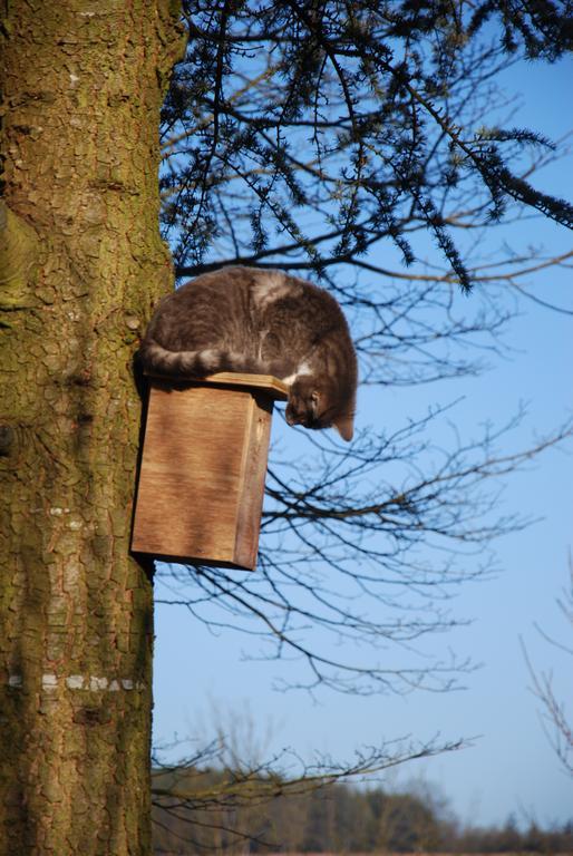 B&B Le Renard Dormant Maissin Buitenkant foto
